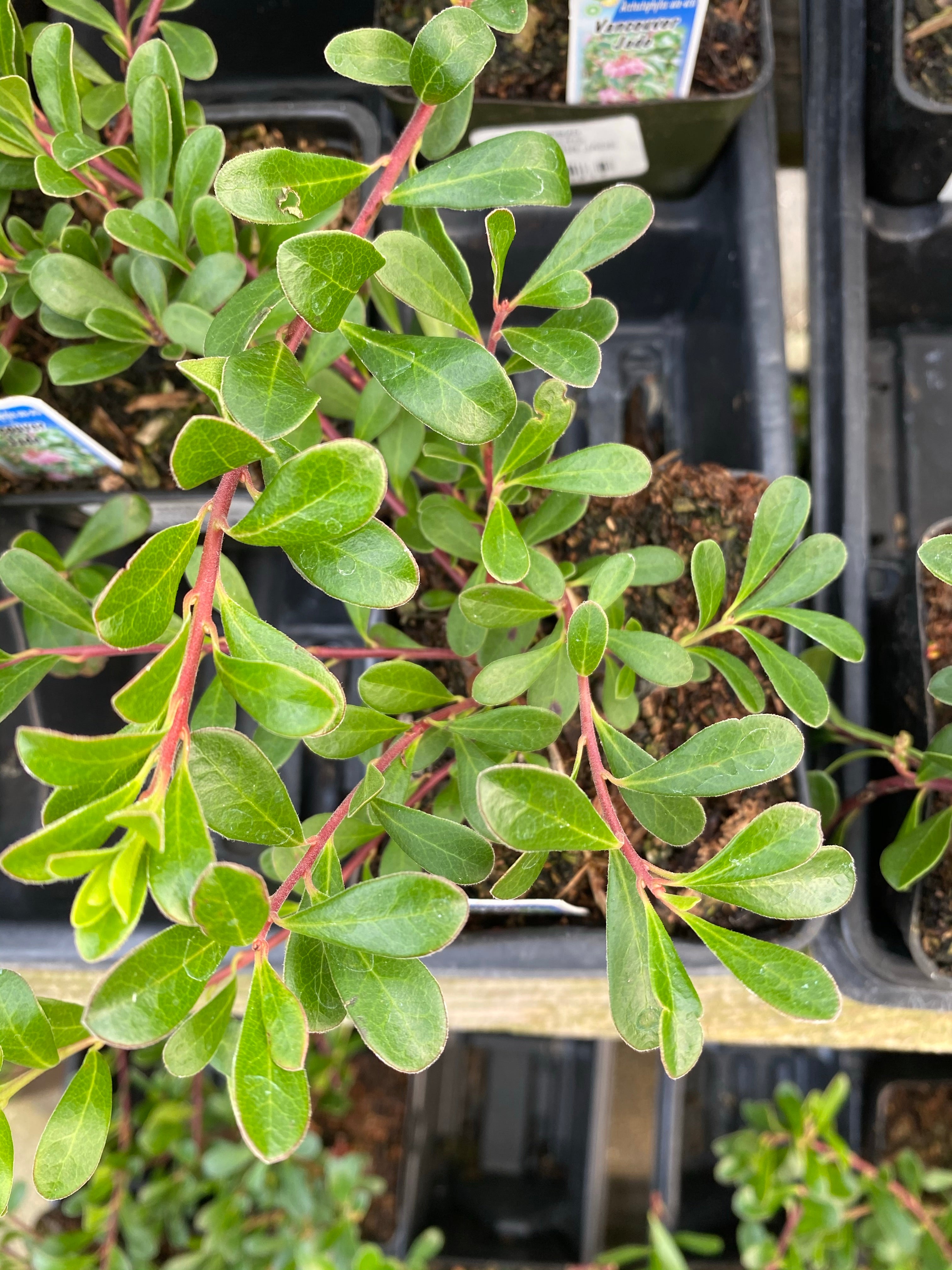 Kinnikinnick 'Vancouver Jade' 4"